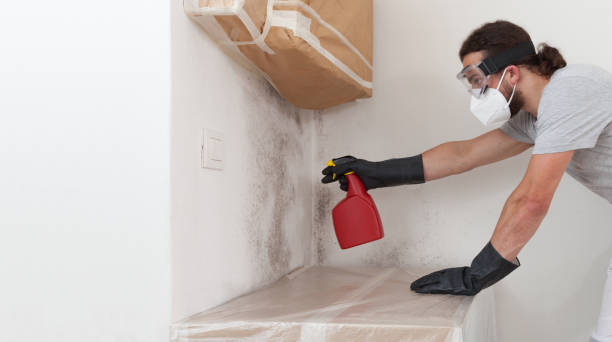 Professional Mold Removal technician working in Schertz, TX