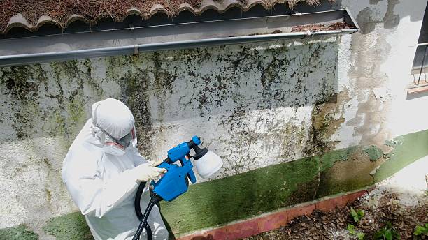 Trusted Attic Mold Removal service in Schertz, TX - Cheap Mold Removal